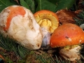 Amanita caesarea (Ovolo)0009